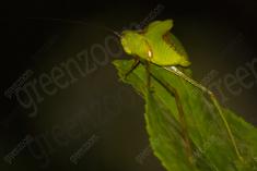 Gafanhoto 2 <em>(1975)</em>