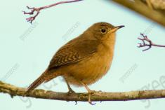 Corruíra 8 <em>(1977)</em>