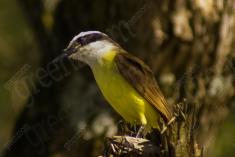 Bem Te Vi 27 <em>(1978)</em>