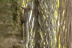 Serelepe 11 <em>(1982)</em>