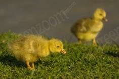 Ganso 9 <em>(1984)</em>