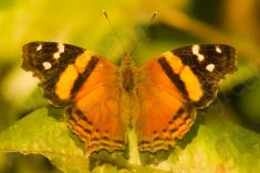 Borboleta 198 <em>(1985)</em>