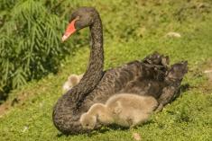 Cisne 4 <em>(1986)</em>