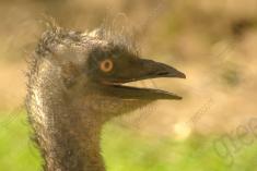 Avestruz 10 <em>(1987)</em>