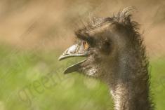 Avestruz 11 <em>(1988)</em>