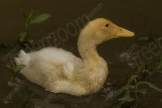 Cisne 5 <em>(1989)</em>