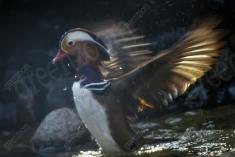 Marreco <em>(199)</em>