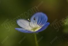 Flor 255 <em>(1990)</em>