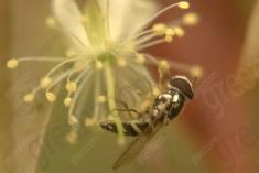 Vespa 12 <em>(1991)</em>