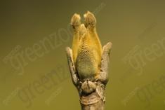 Flor 256 <em>(1992)</em>