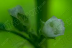 Flor 257 <em>(1993)</em>