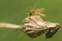 Vespa 13 <em>(1994)</em>