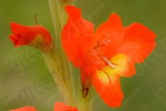 Flor 258 <em>(1995)</em>