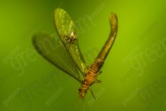 Aranha 67 <em>(1996)</em>