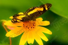 Borboleta 190 <em>(1997)</em>