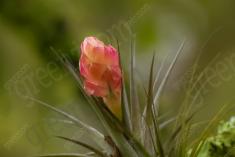 Flor 259 <em>(1998)</em>