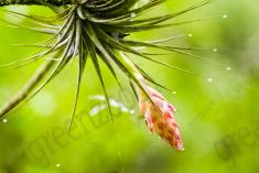 Flor 260 <em>(1999)</em>