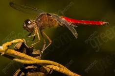 Libelula 1 <em>(20)</em>