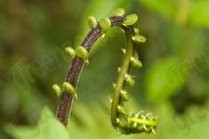 Flor 261 <em>(2000)</em>