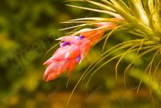 Flor 262 <em>(2001)</em>