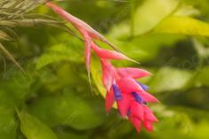 Flor 263 <em>(2002)</em>