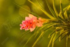 Flor 264 <em>(2003)</em>