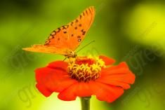 Borboleta 191 <em>(2004)</em>