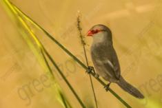 Mandarin 1 <em>(2005)</em>