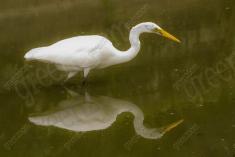 Garça 11 <em>(2006)</em>