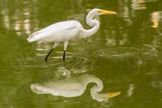 Garça 12 <em>(2007)</em>