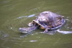 Tartaruga 1 <em>(2008)</em>