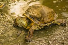 Tartaruga 2 <em>(2009)</em>