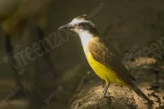 Bem Te Vi 19 <em>(2010)</em>