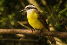 Bem Te Vi 20 <em>(2011)</em>