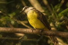 Bem Te Vi 21 <em>(2012)</em>