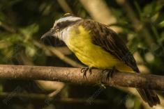 Bem Te Vi 26 <em>(2013)</em>