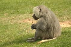 Babuino 1 <em>(2014)</em>