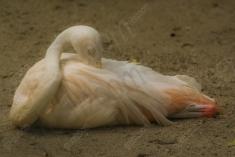 Flamingo 1 <em>(2015)</em>