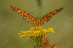 Borboleta 192 <em>(2016)</em>