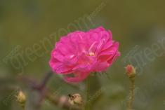 Flor 265 <em>(2017)</em>