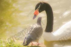 Pombo 3 <em>(2018)</em>