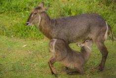 waterbuck 1 <em>(2019)</em>