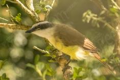 Bem Te Vi 25 <em>(2020)</em>