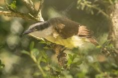 Bem Te Vi 22 <em>(2021)</em>