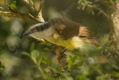 Bem Te Vi 23 <em>(2022)</em>