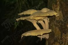 Cogumelo 45 <em>(2023)</em>