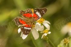 Borboleta 193 <em>(2024)</em>