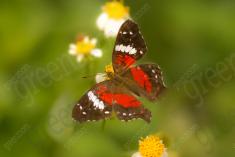 Borboleta 194 <em>(2025)</em>