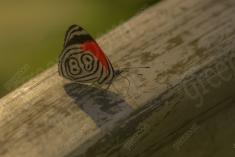 Borboleta 195 <em>(2026)</em>