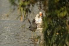 Saracura 1 <em>(2027)</em>